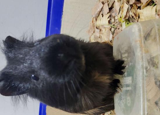 Морские свинки