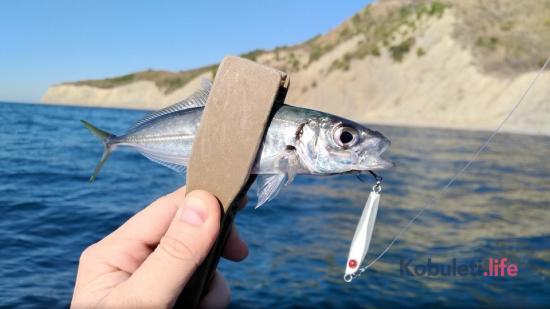 Рыбалка на ставриду